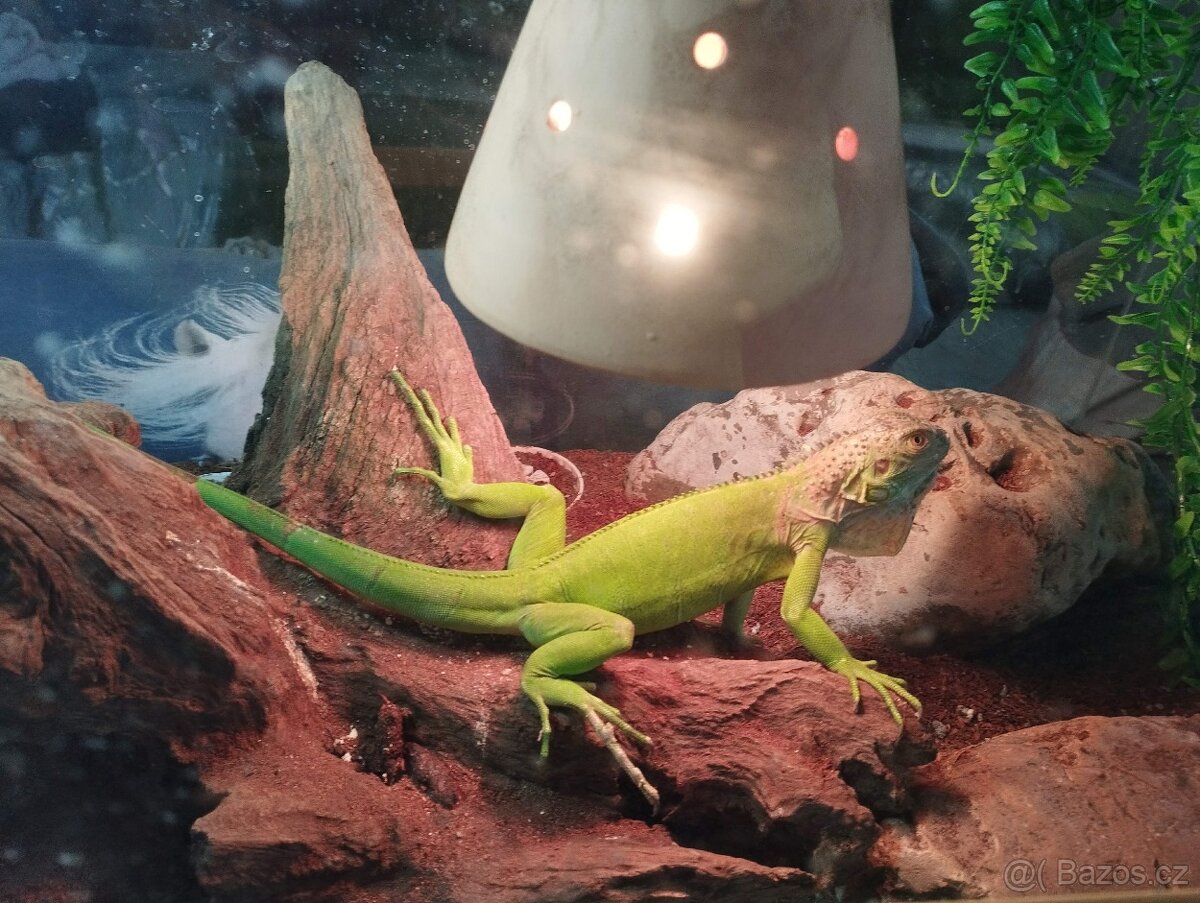 Prodám mladého leguána - 3
