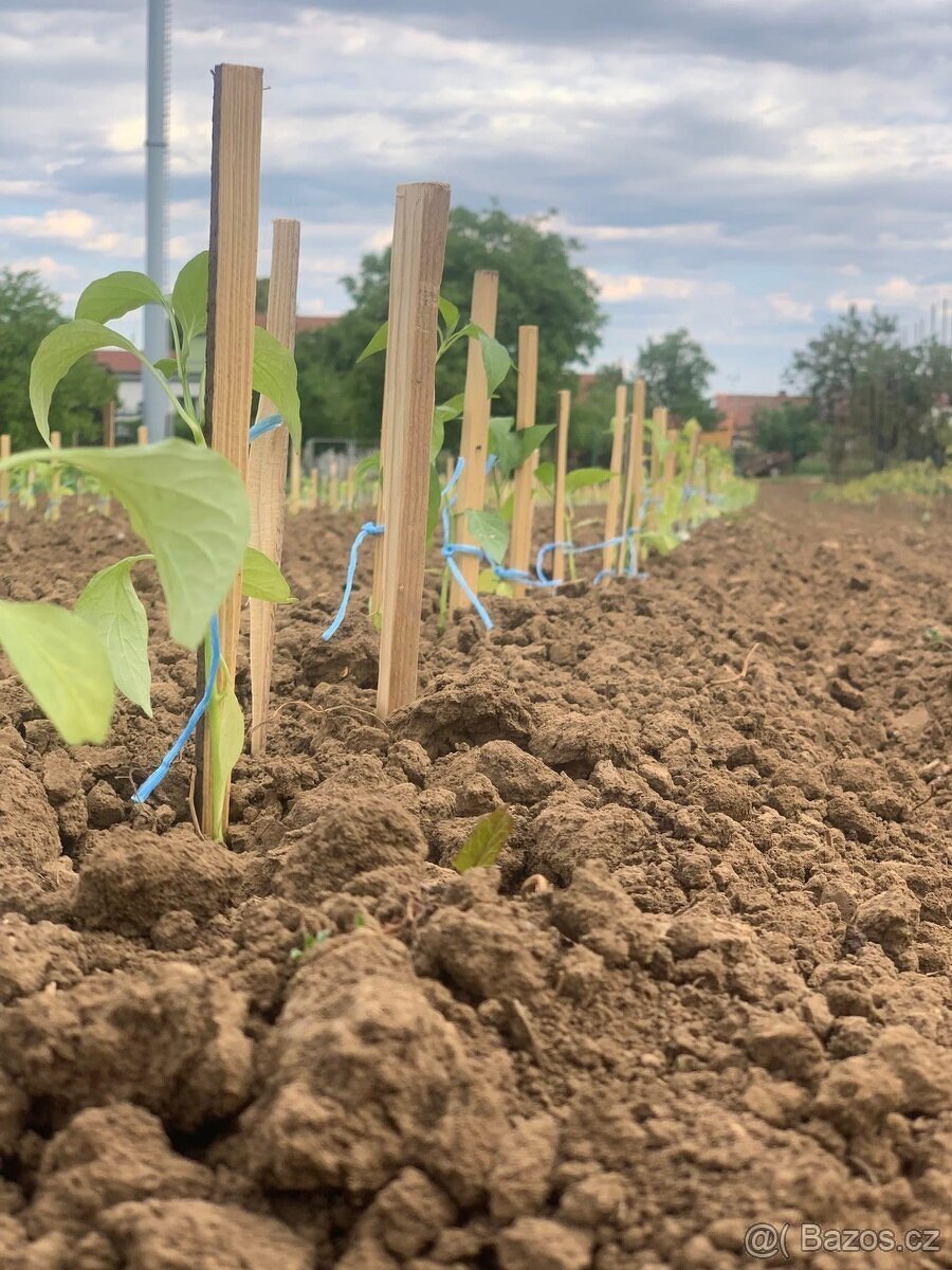 Přísady paprik - 3