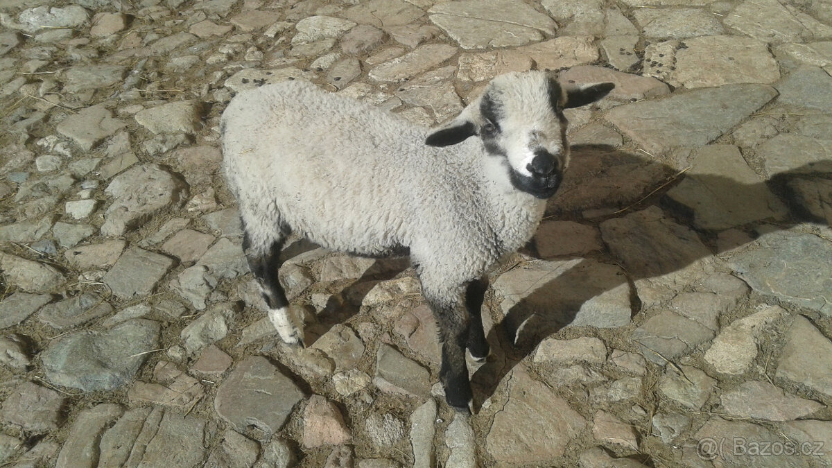 Jehňata : beránek + jehničky REZERVACE do 8.5. 26 - 3