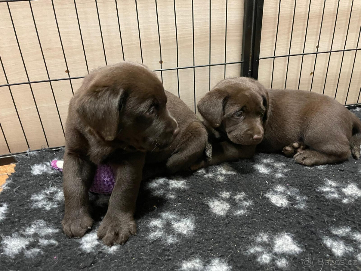 Labradorský retrivr - 3