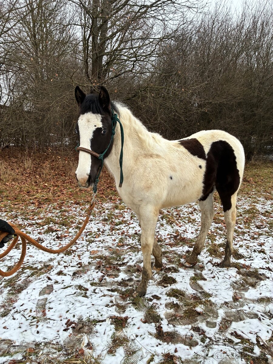 Hřebeček Domino Checo - 3