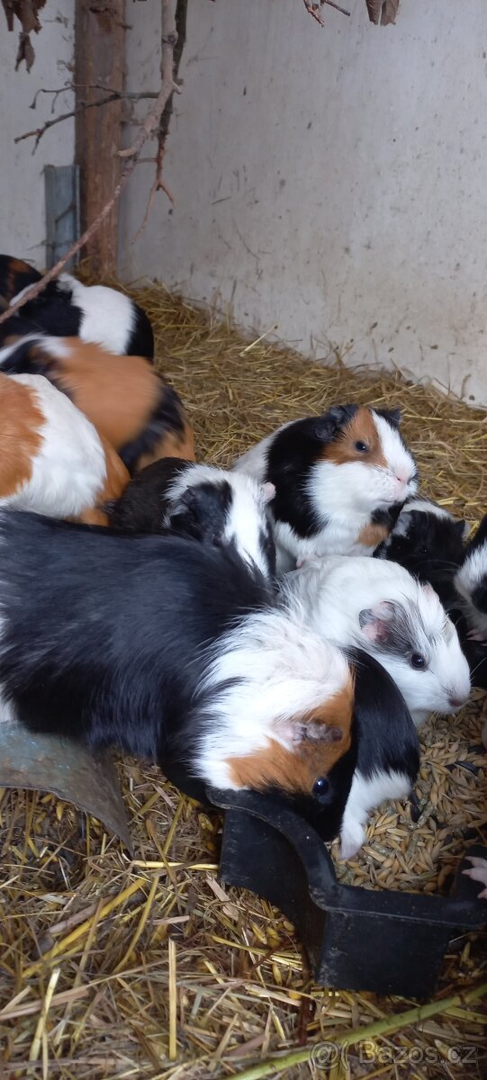 Morčata, Morče - 3