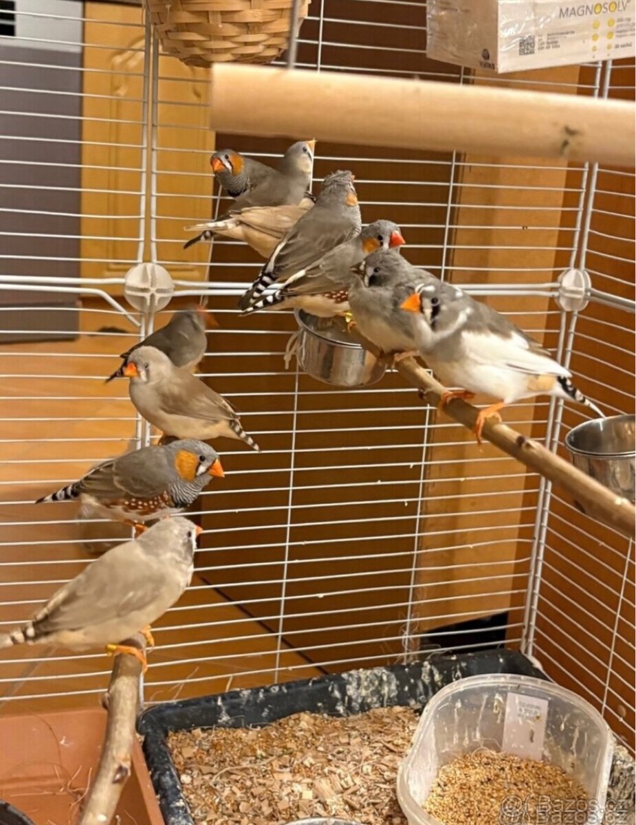 Zebřička pestrá - 3