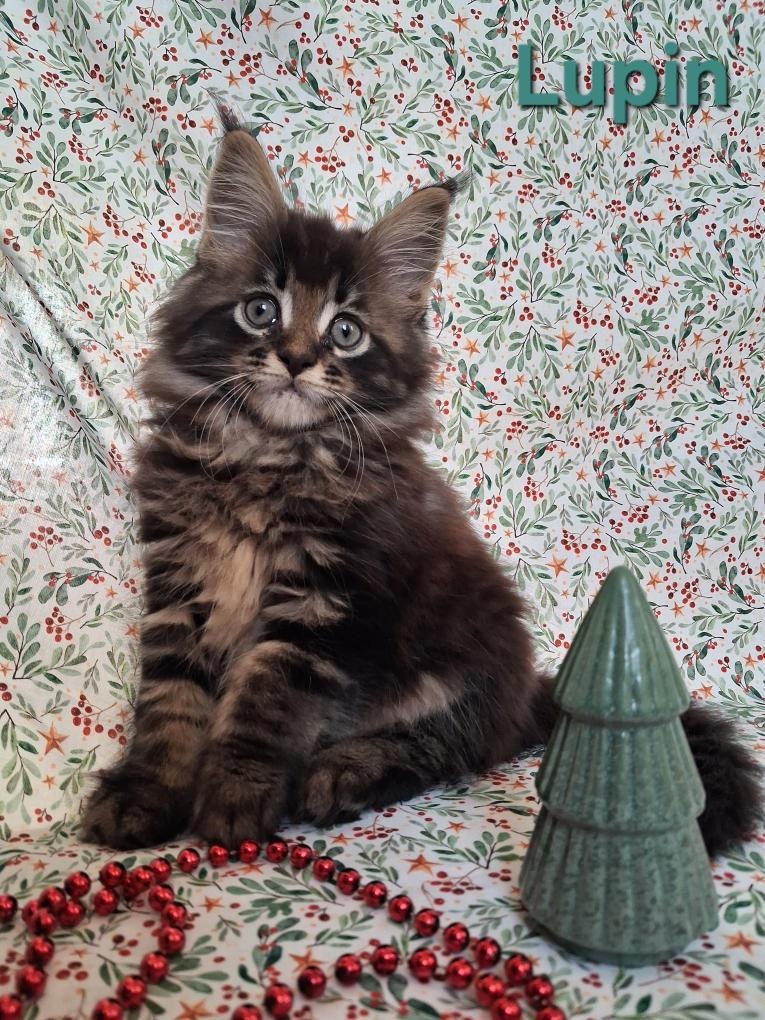 Mainská mývalí - 3