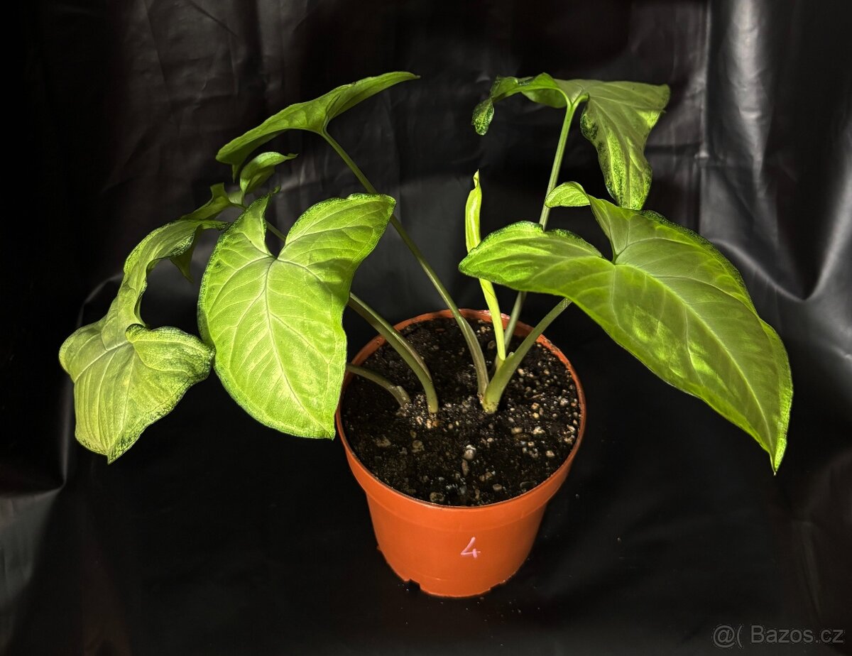 SLEVA 20%⤵️ Syngonium White butterfly , šípová rostlina - 3