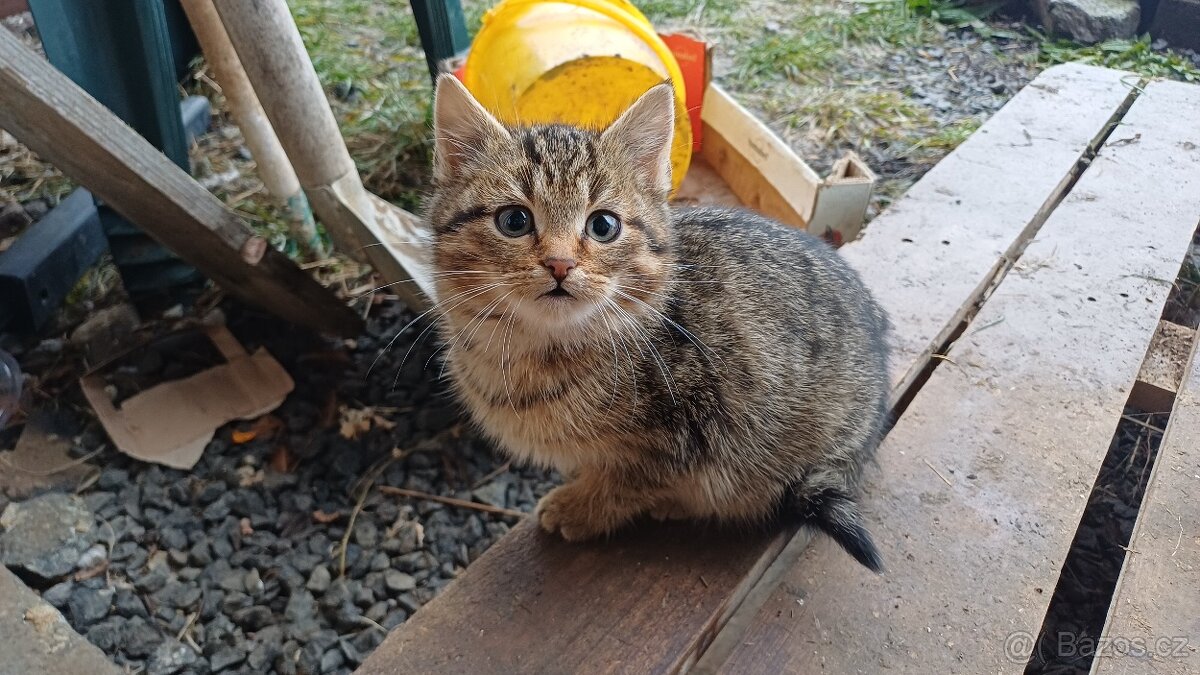 Daruji 2 kocourky - 3