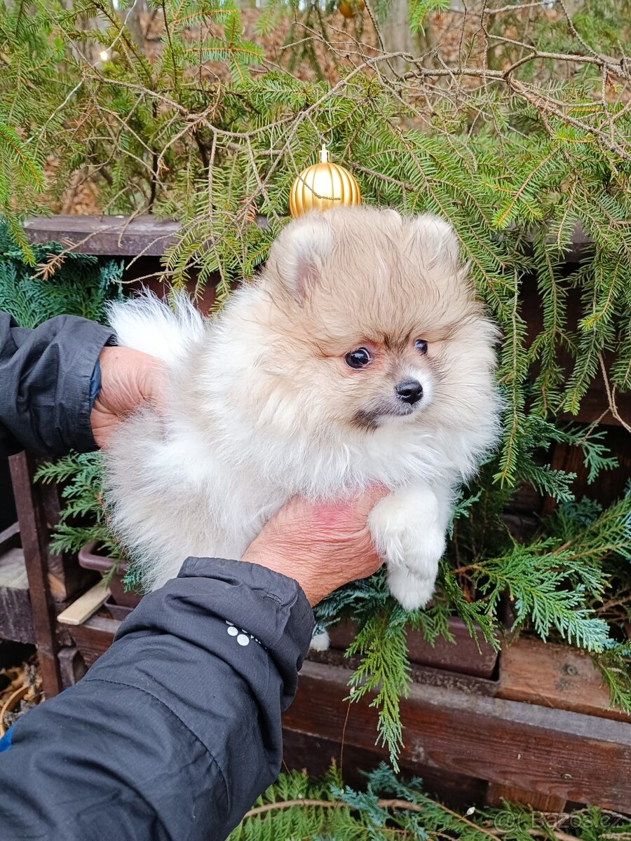 Pomeranian s PP - 3