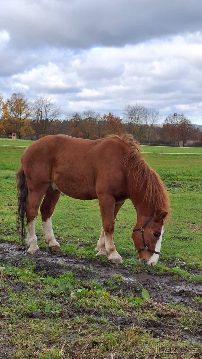 Maďarský chladnokrevník - 3