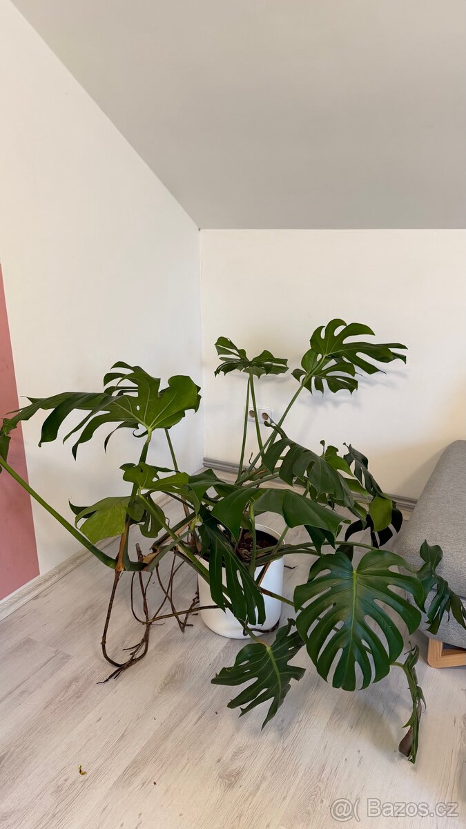 Monstera - 3