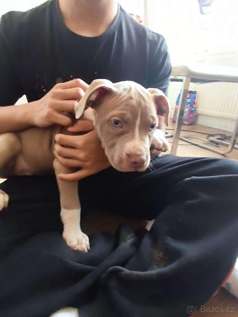 American bully xl - 3