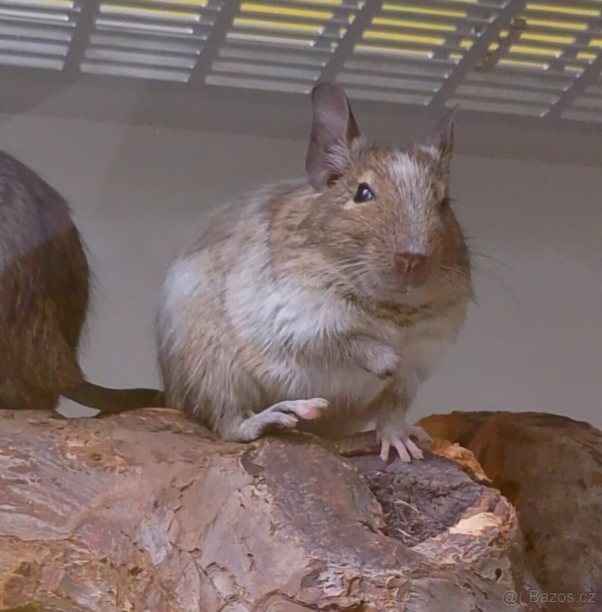 Osmák hledá domov - 3