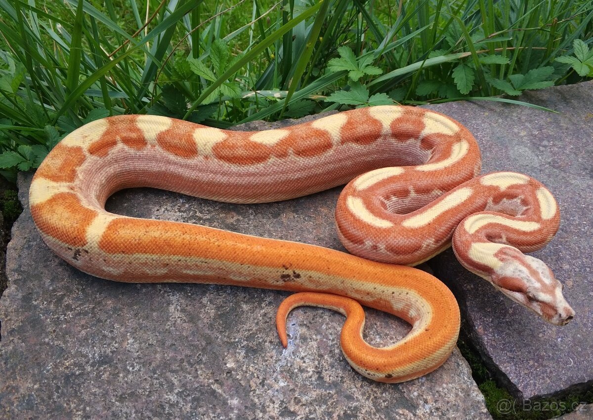 Boa imperator - Paradise Sunglow Aztec, Sunglow Motley - 3