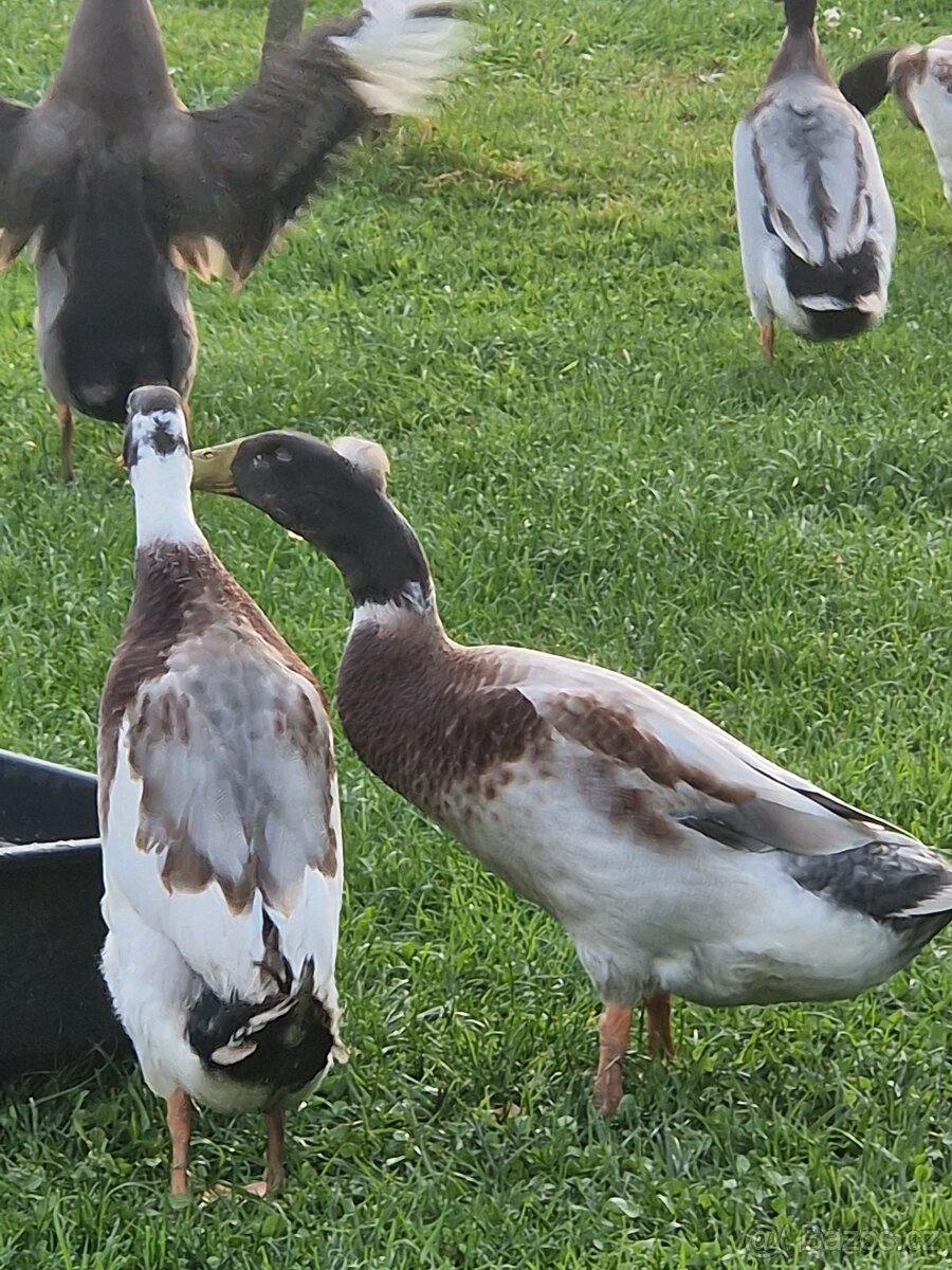 Indické běžce - 3