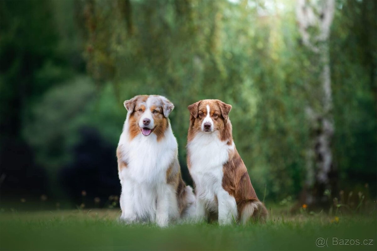 Australský ovčák s PP - 3