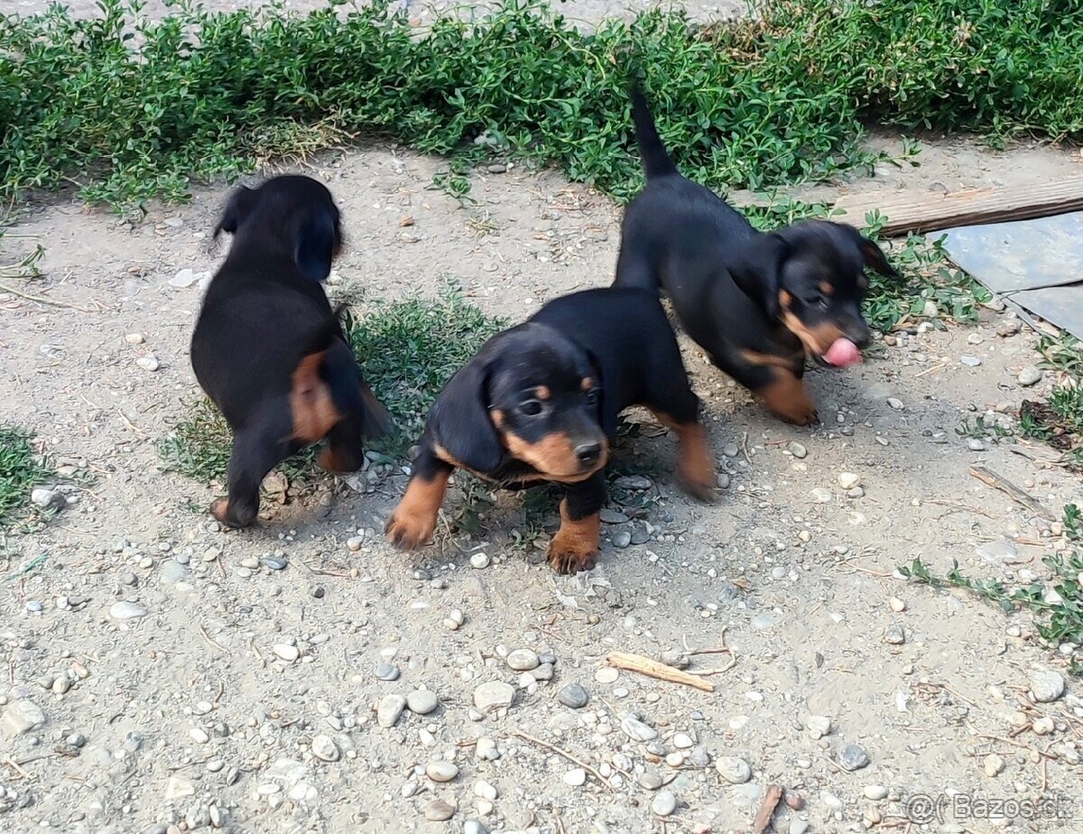 Jezevčík trpasličí - 3