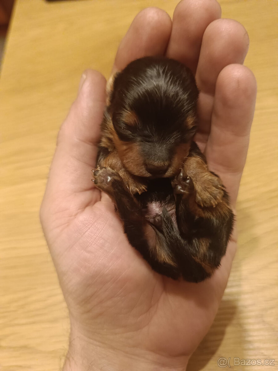 MICRO York Yorkšírský teriér XXXS Kluci si rezervují - 3
