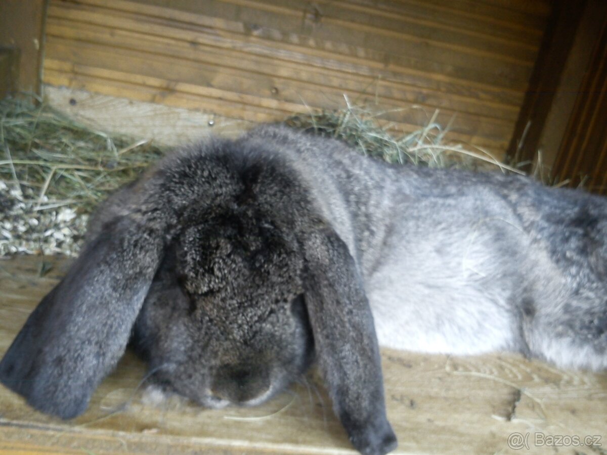 Francouzský Beran - Samice - 3