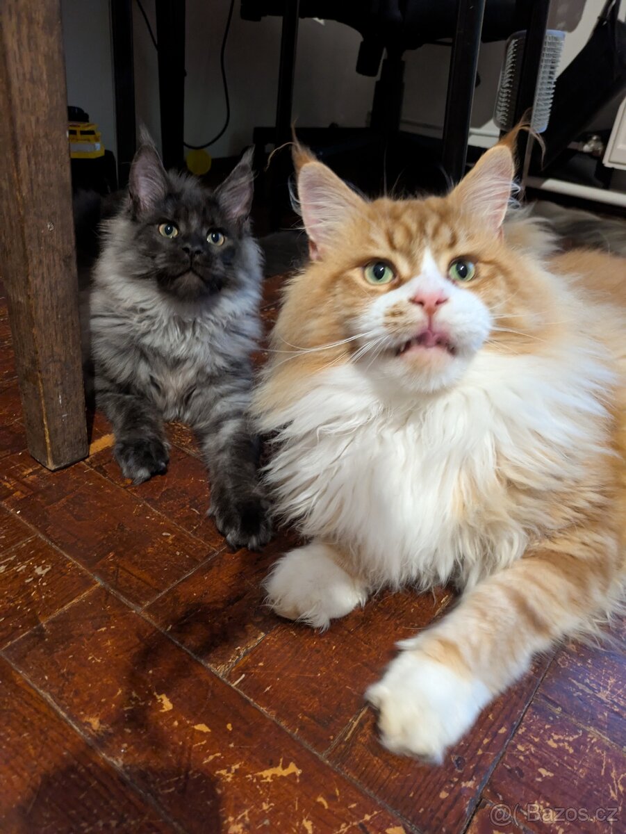 Krytí Mainsky mývalí s PP - 3