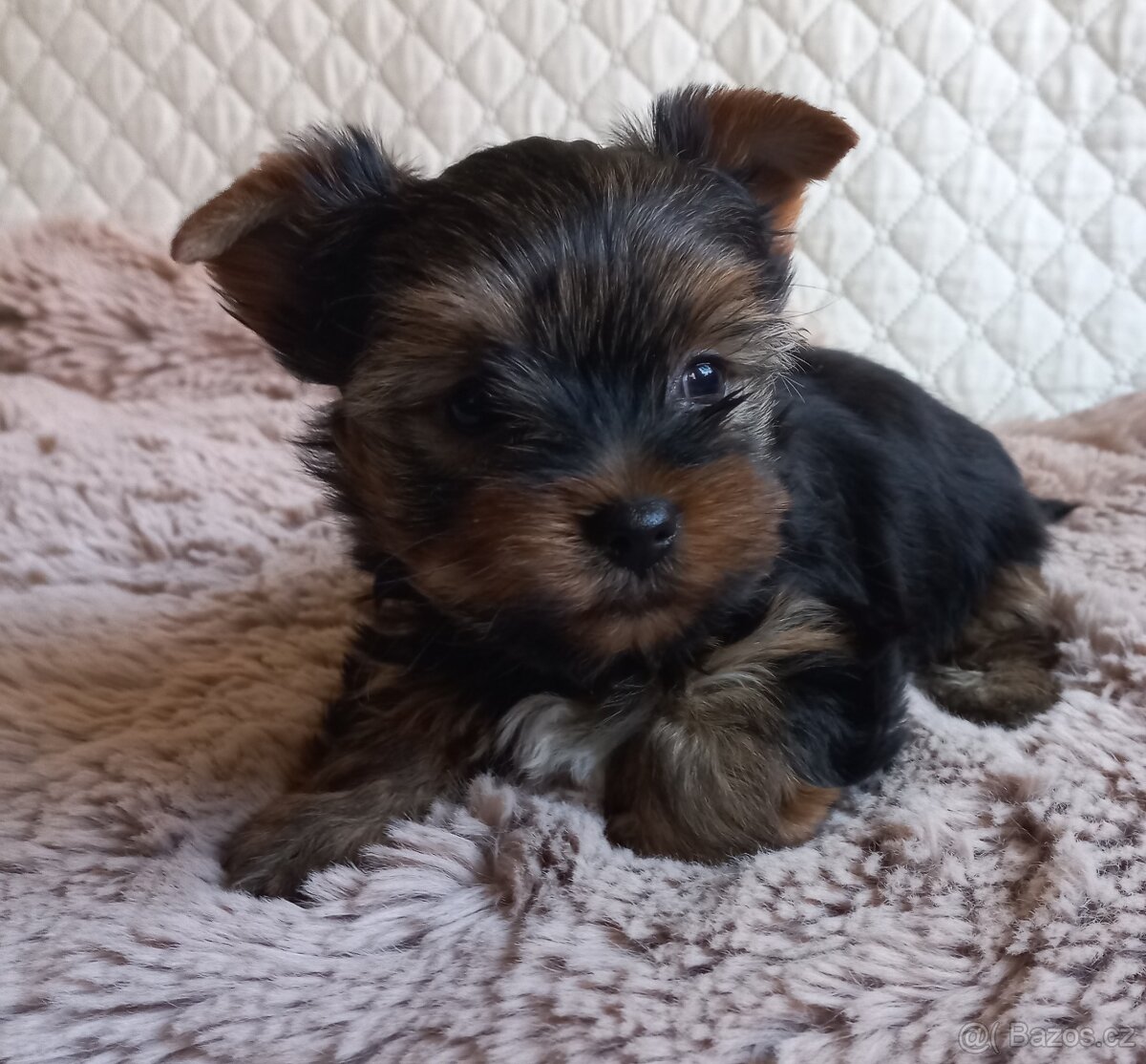 Jorkšírský teriér - maličký psík - 3