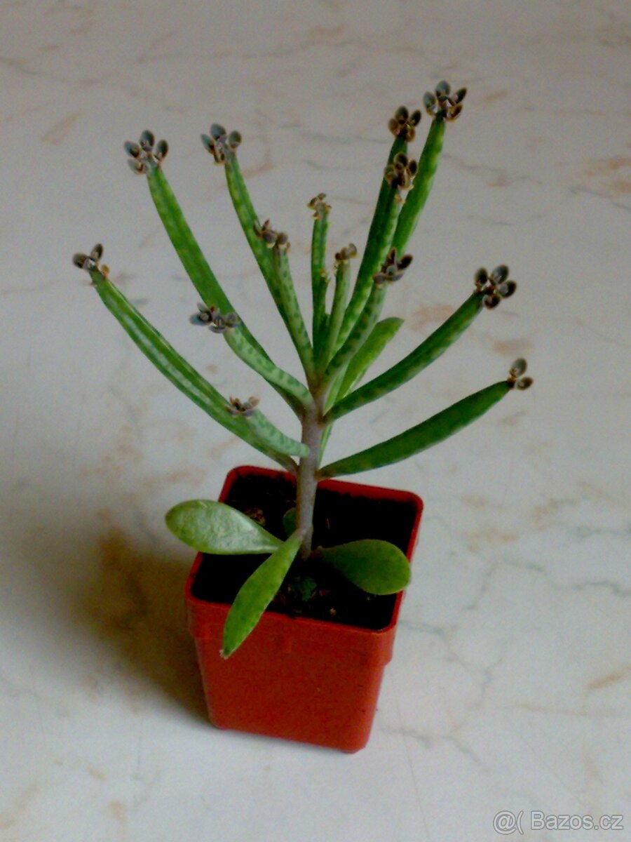 Kalanchoe delagoensis - sazeničky z listů - 3