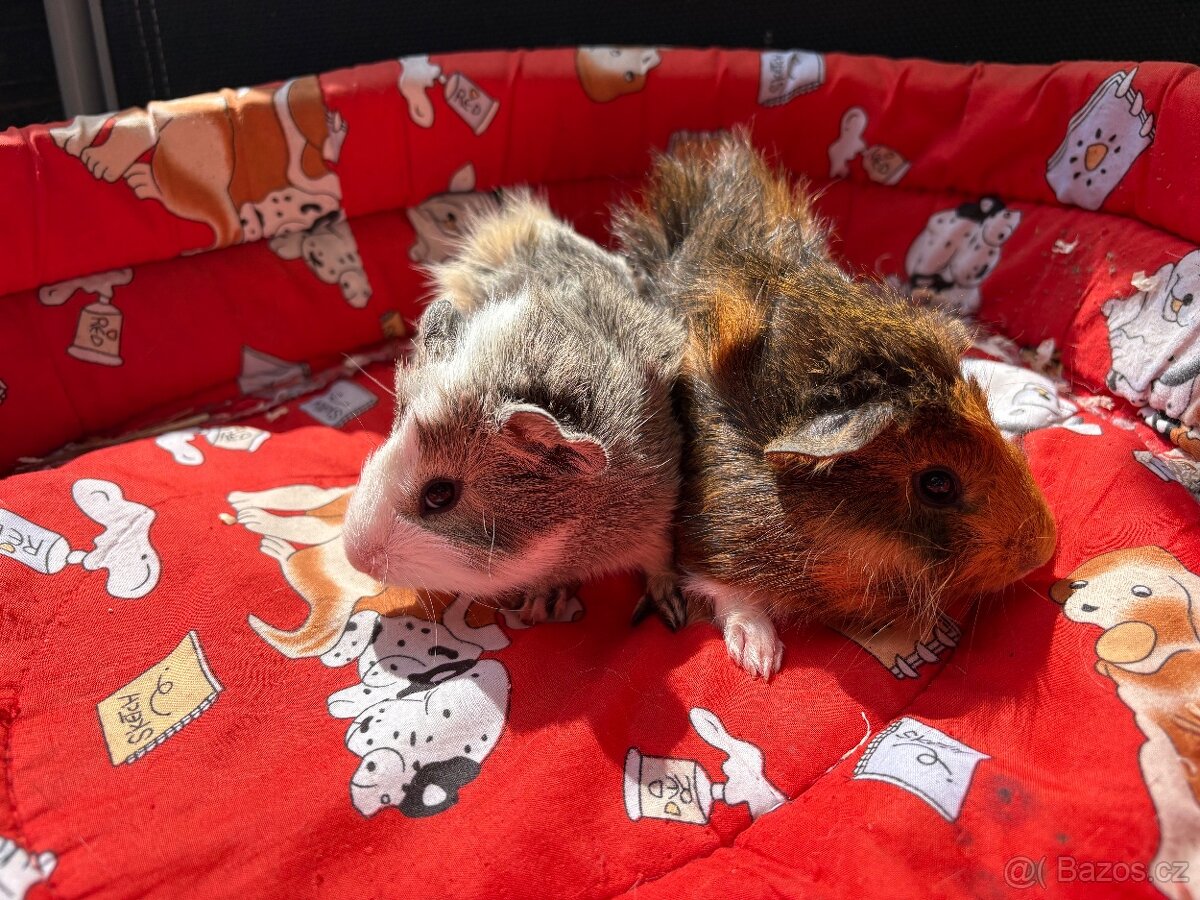 MORCE , MORČATA , MORČÁTKA 🐹 - 3
