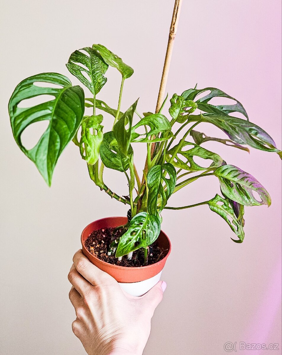 Monstera monkey musk - 3
