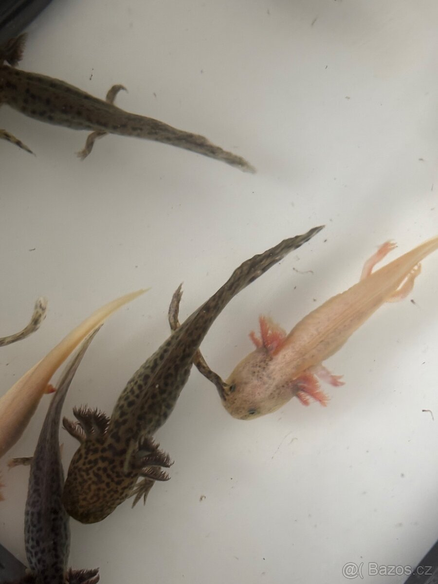 Axolotl mexický - 3