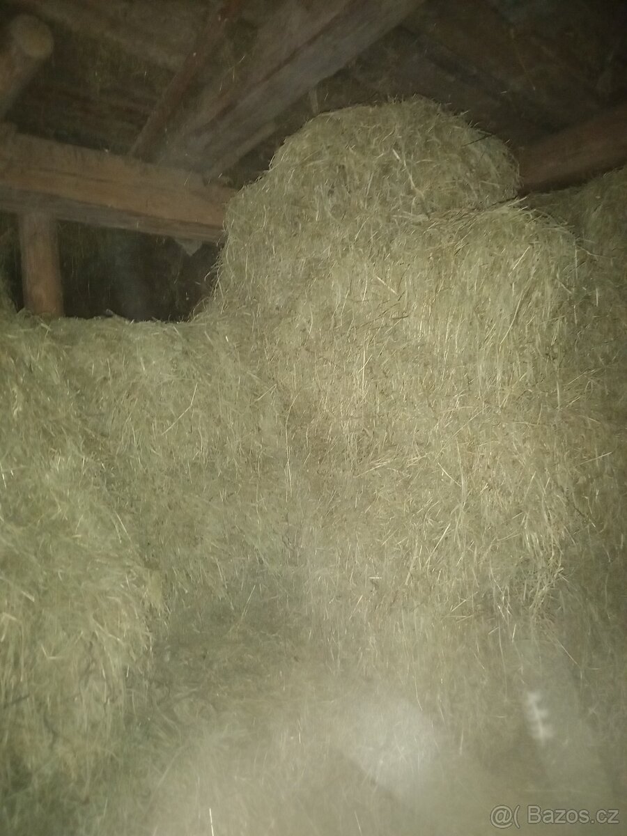 Male baliky sena - 3