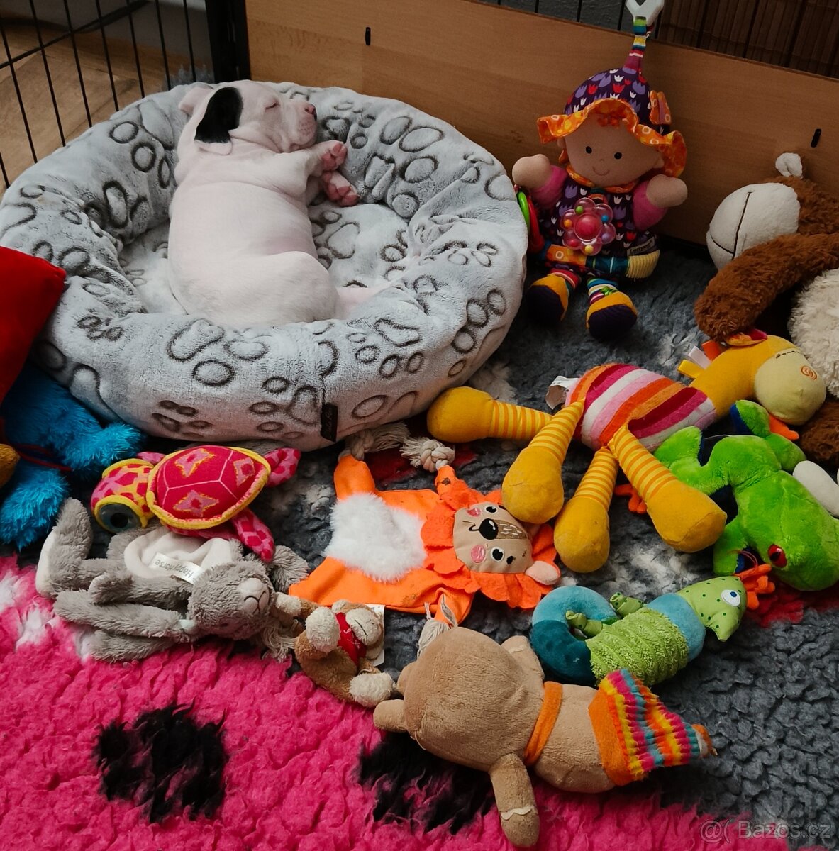 Americký stafordšírský teriér - 3