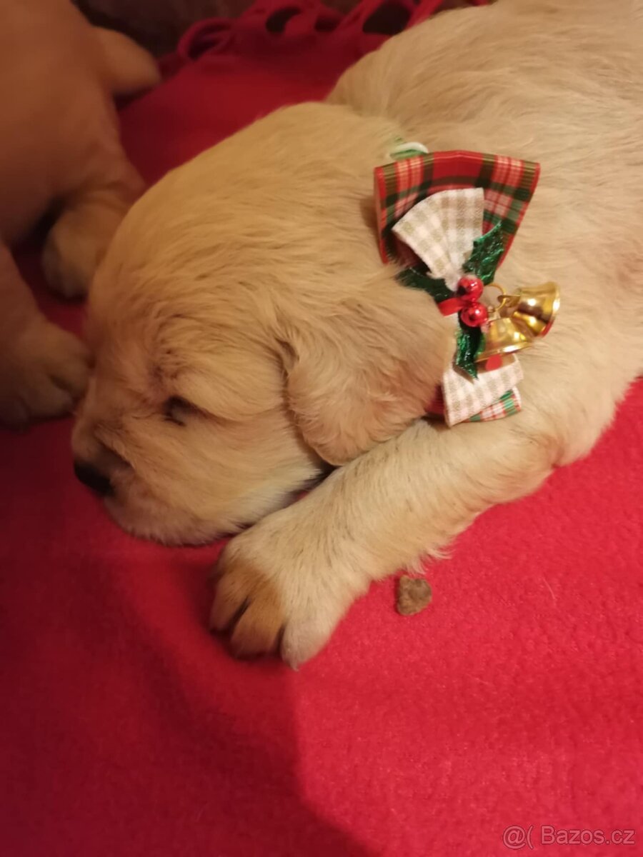 Zlatý Retrivr - 3