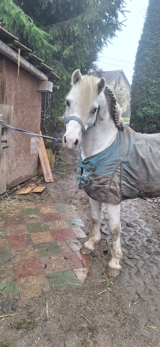 Jedinečný wmp -poprvé ve veřejné plemenitbě - 3