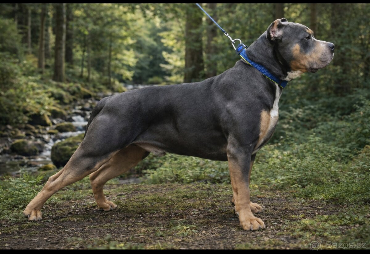 American bully xl-krytí - 3