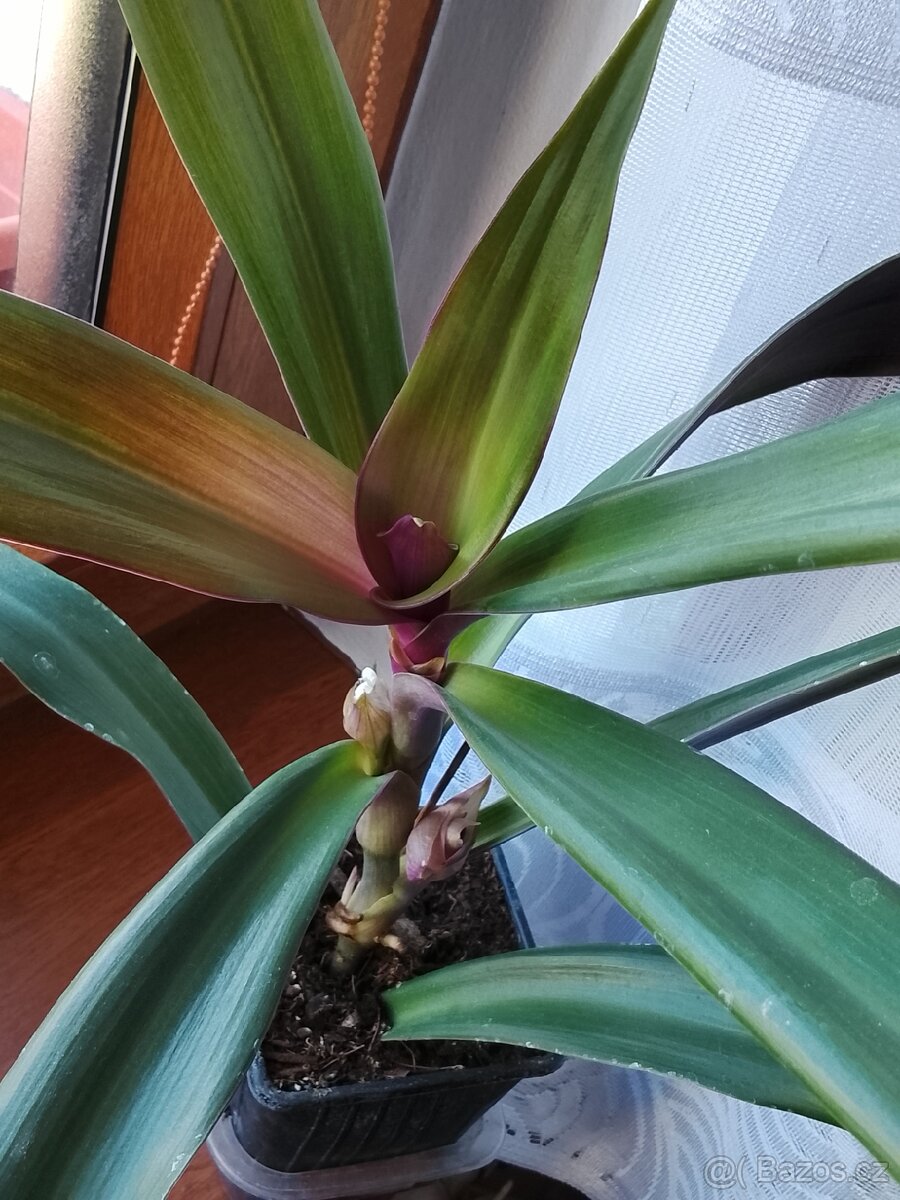 Tradescantia spathacea - 3