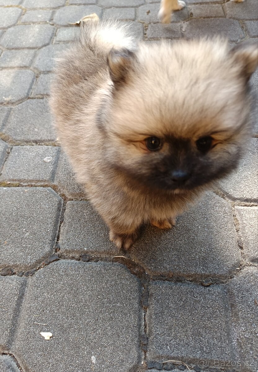 Pomeranian - 3