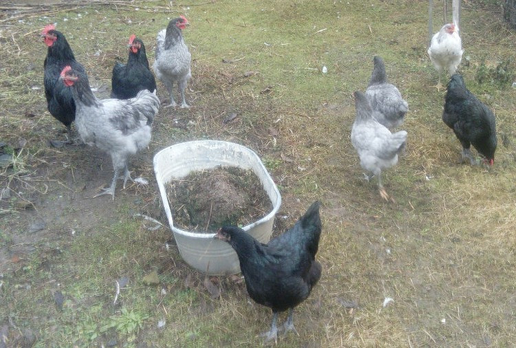 Násadová vejce Zerzejsky obr, yersey gigant - 3