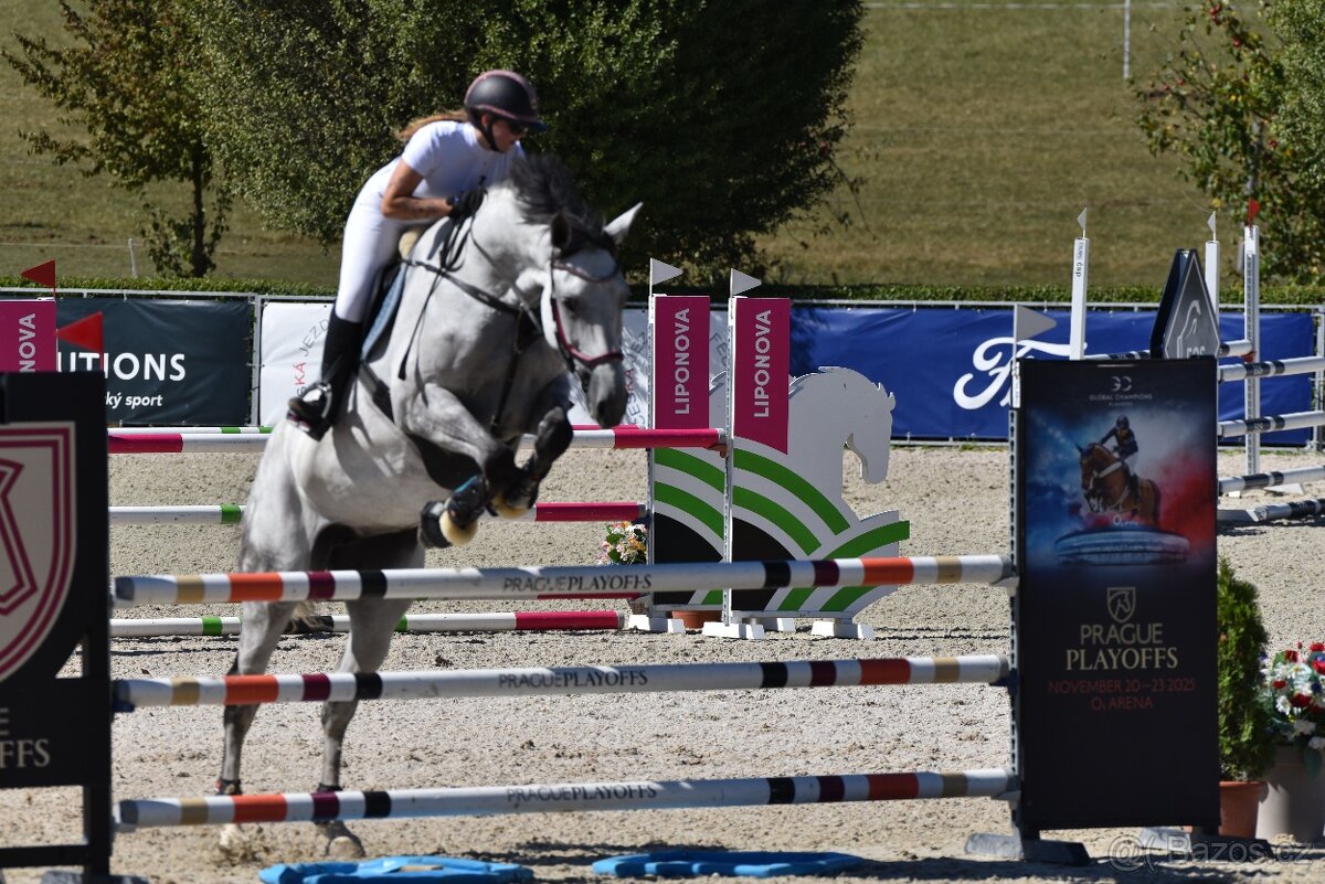 Prodej závodní stáje z důvodu ZDRAVÍ - 3