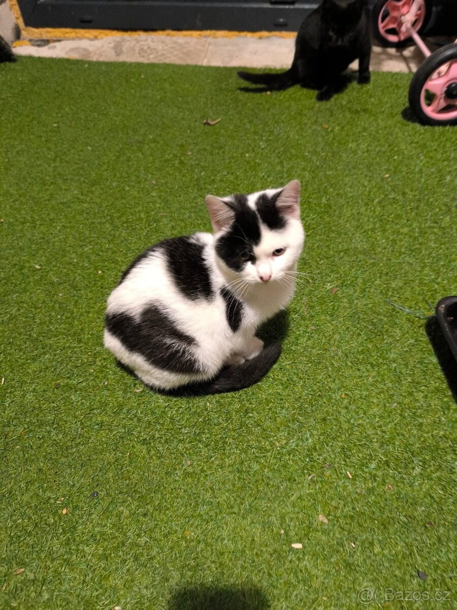 Kočička a kocourek,4 měsíce potřebují domov. - 3