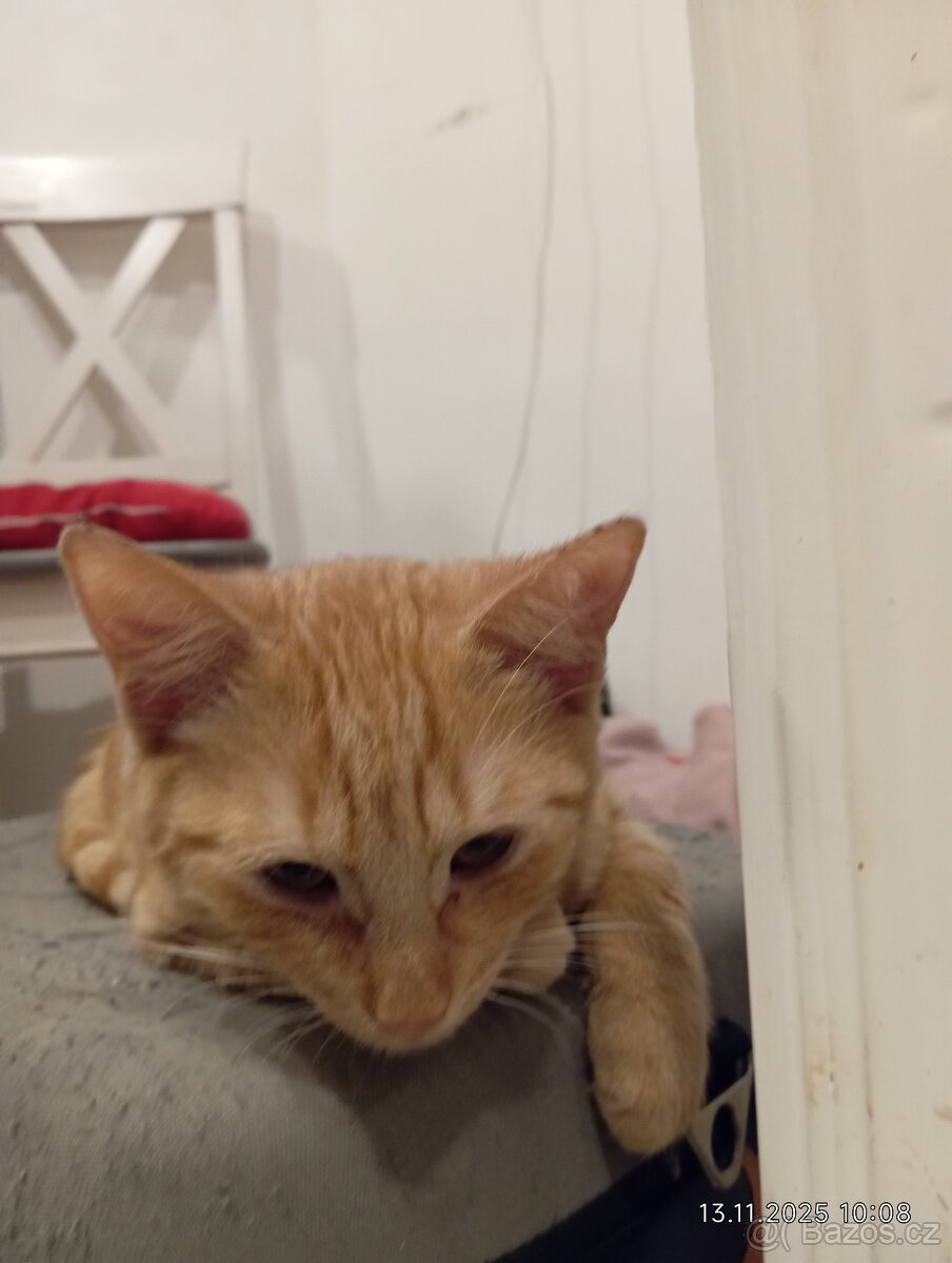 Krásný zrzavý kocourek - 3