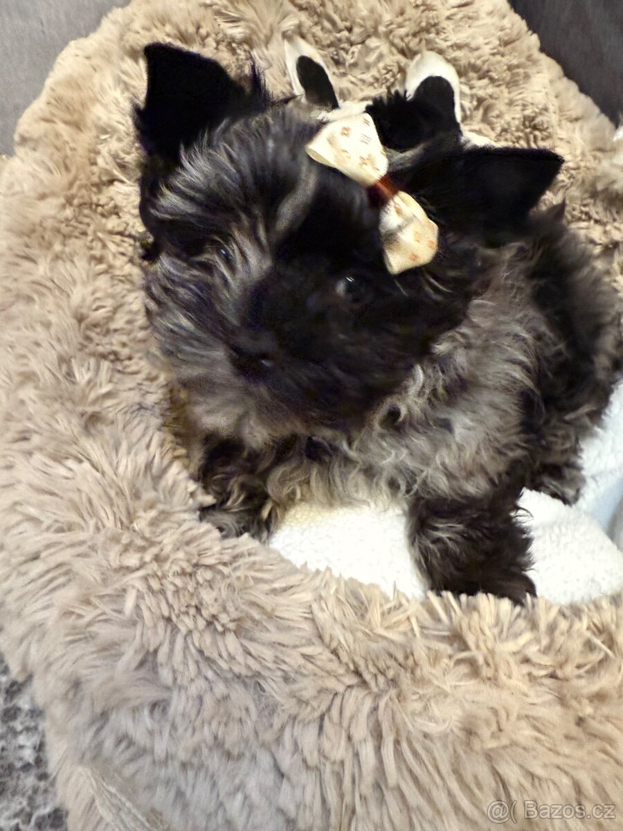 Jorkširský teriér pejsek s PP - 3