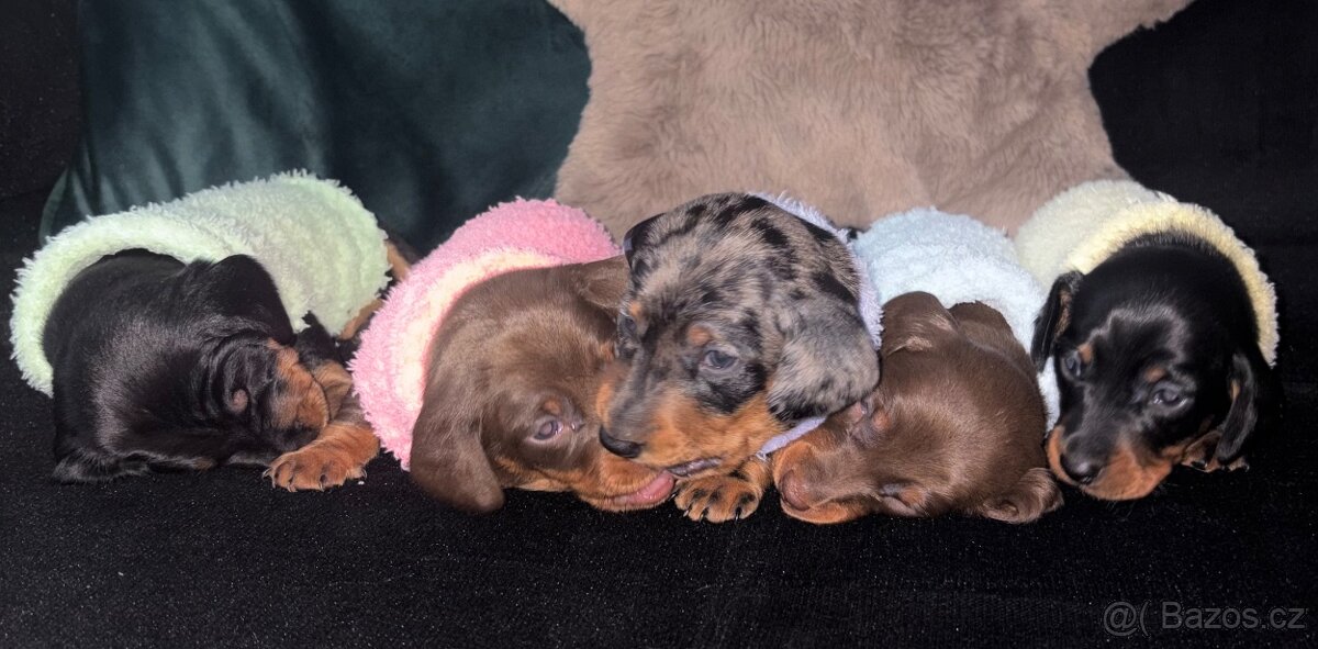 Štěňátka trpasličího jezevčíka bez pp k rezervaci✨ - 3