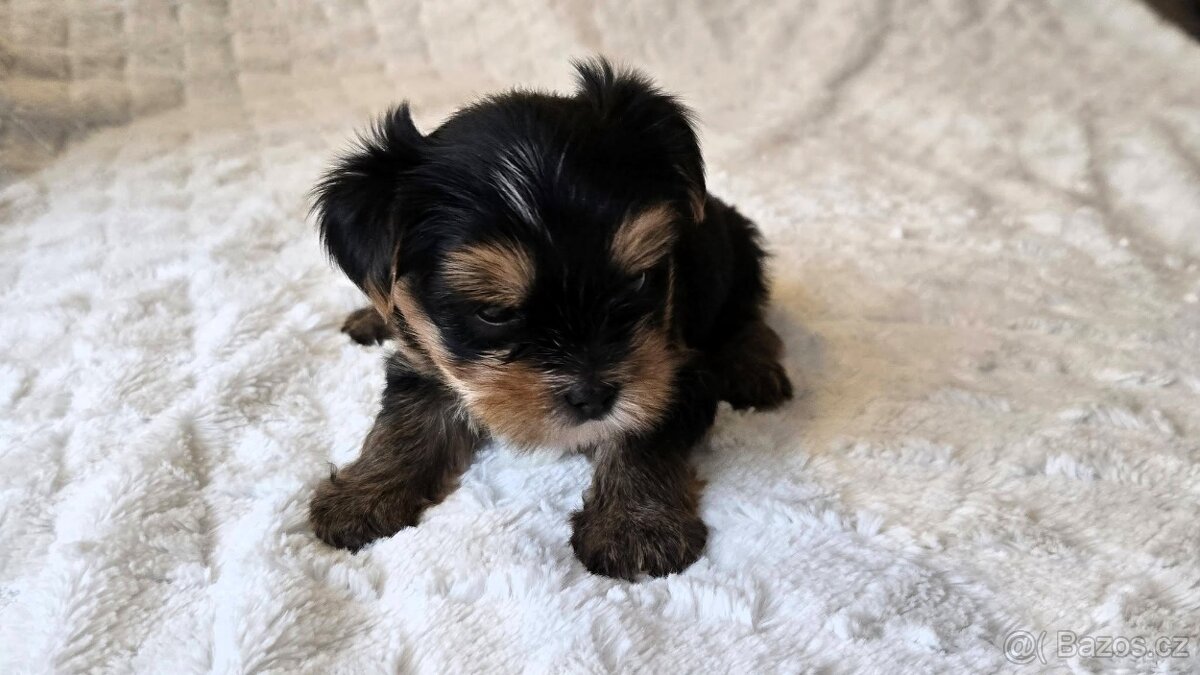 Jorkšírský teriér s PP FCI - 3