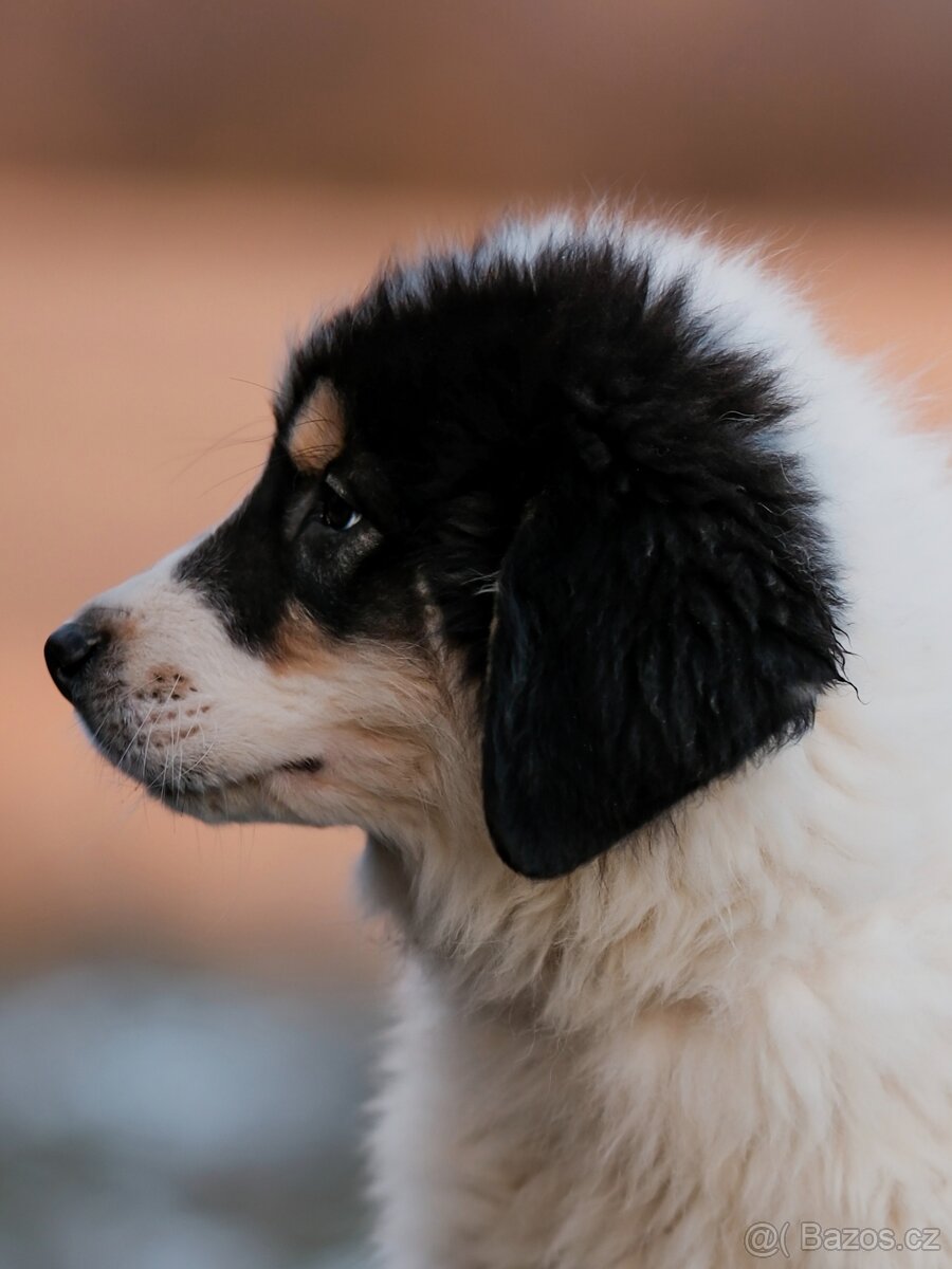 Šteniatko tornjaka s PP - 3