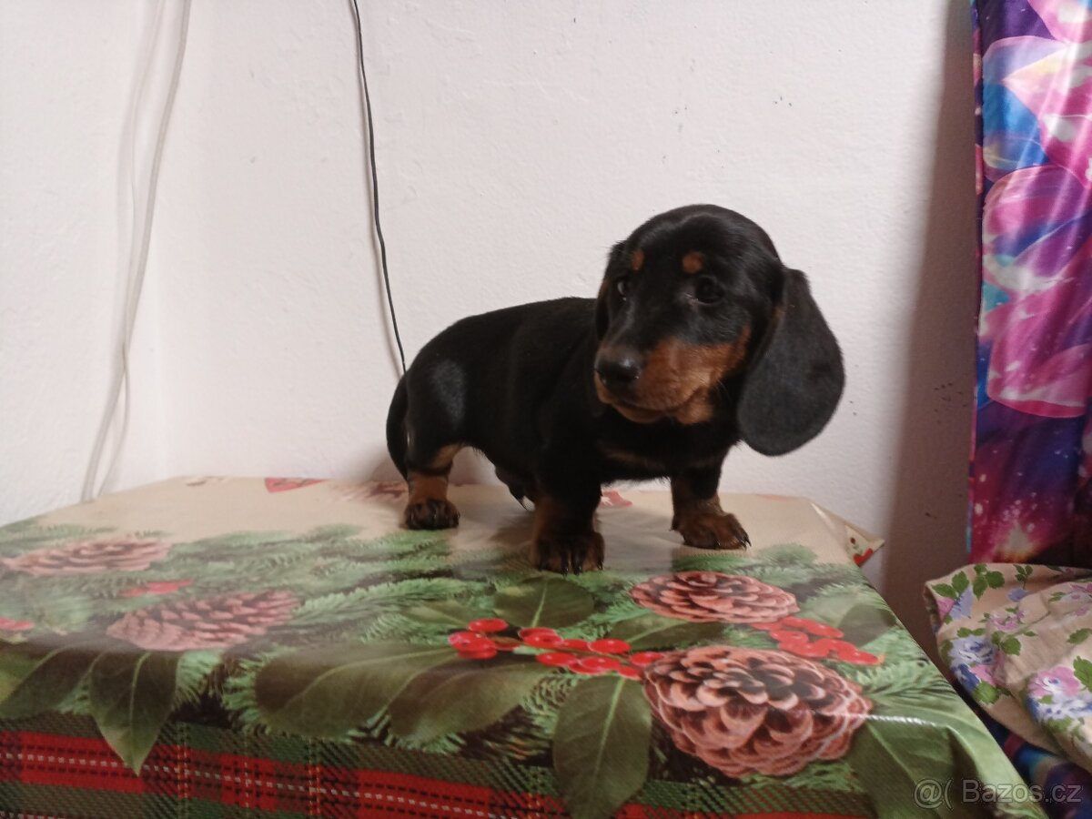 Jezevčík trpasličí - 3