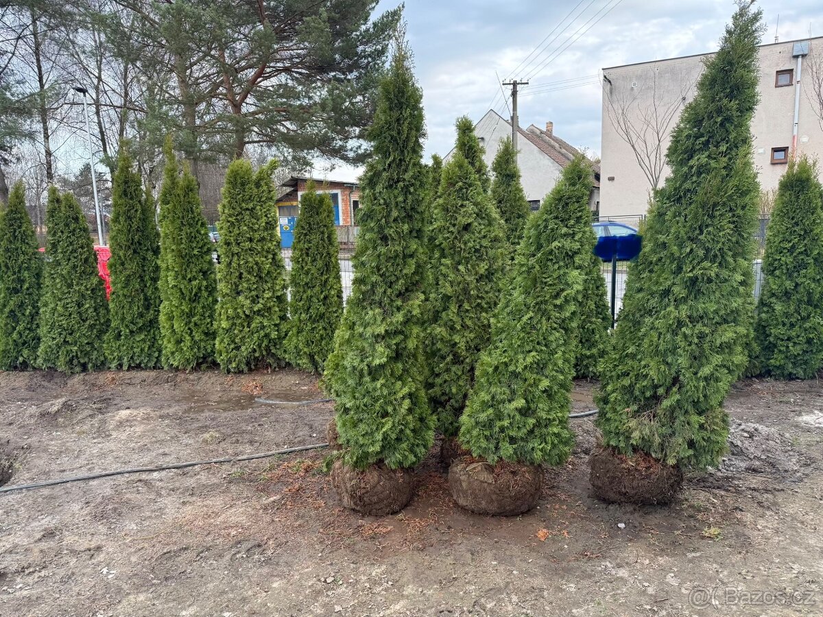 Thuje Smaragd, výška cca 2 m - 3