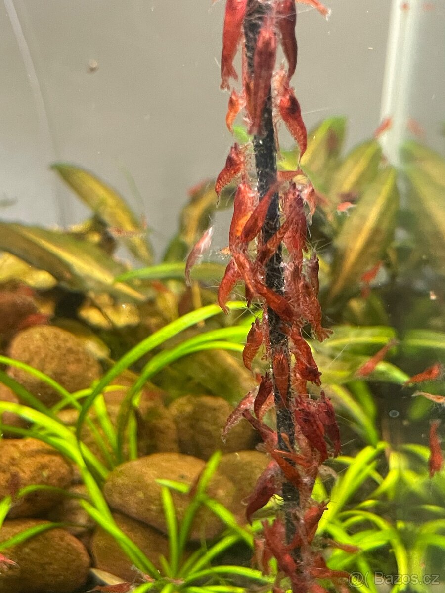 Krevetky červené Red Cherry - 3