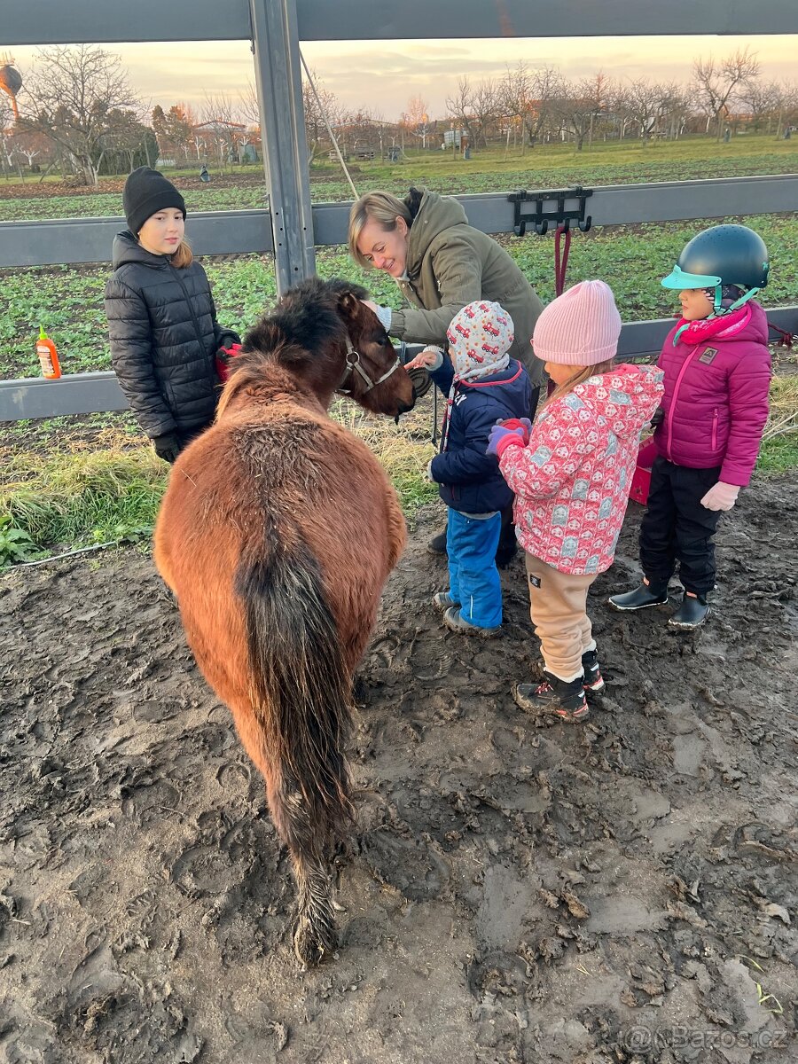Pony hřebeček zvyklý na děti - 3