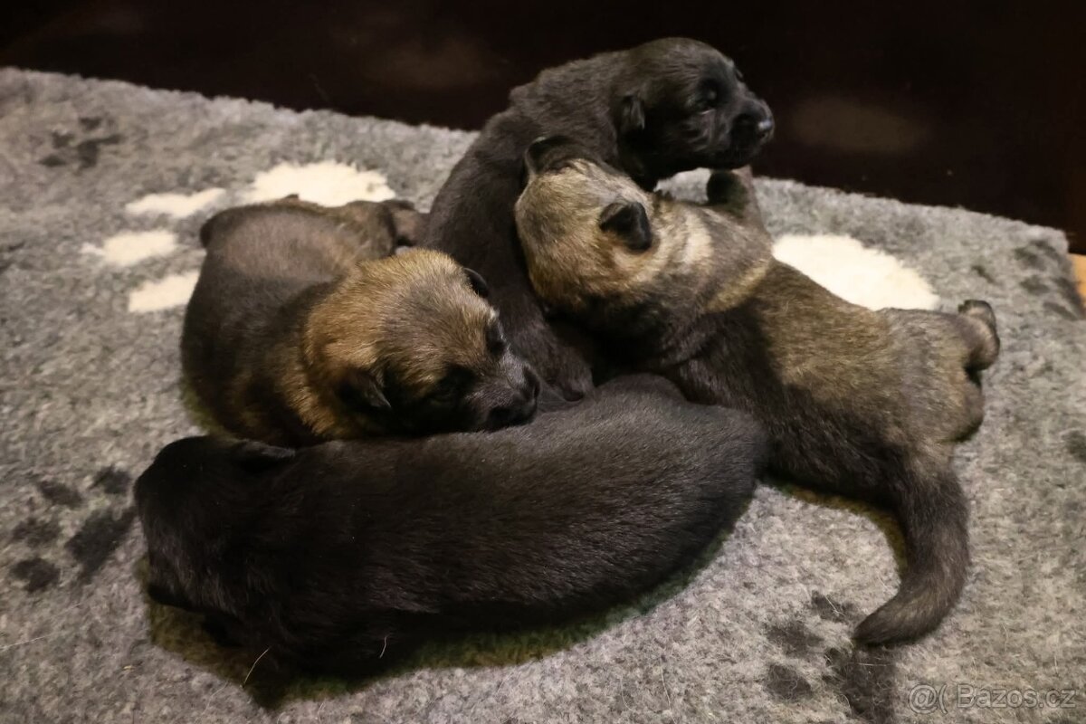 Německý ovčák štěňata s PP ❤️ - 3
