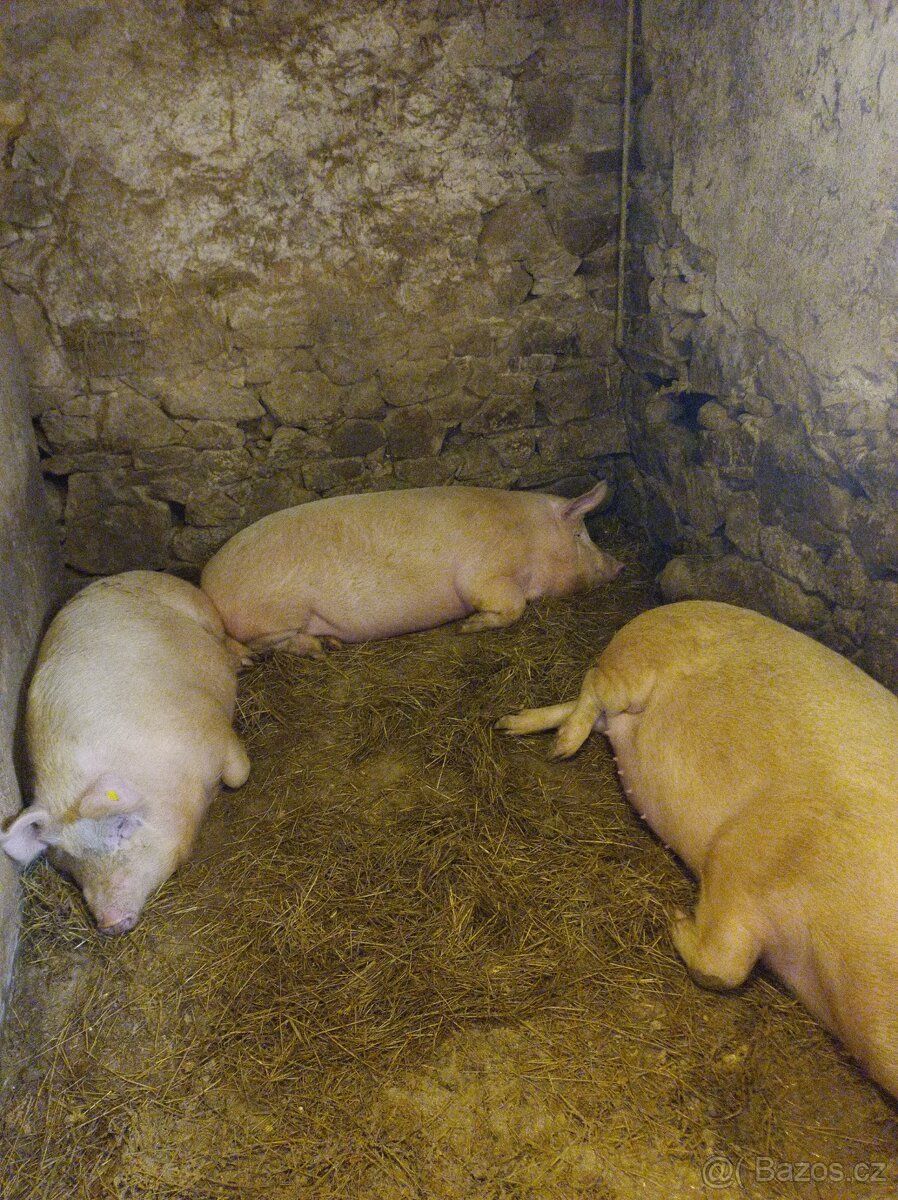 Prase na domácí zabíjačku - 3