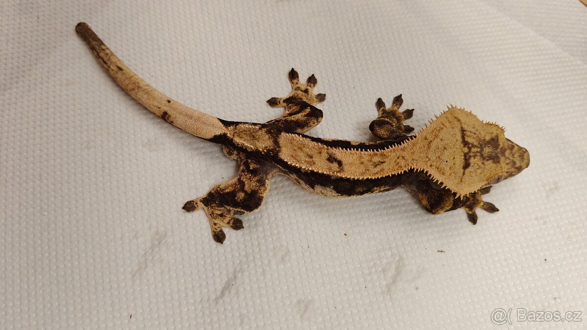 Pagekon řasnatý, correlophus cilliatus, ciliát - 3