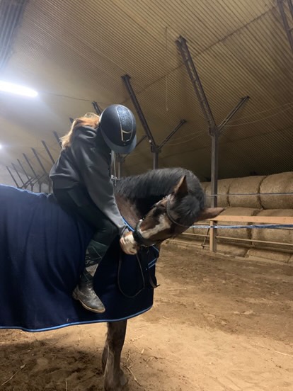 Hledám pronájem kone - 3